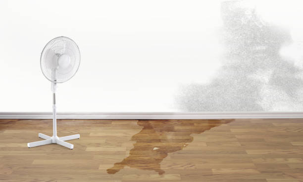 Best Carpet water damage restoration  in Chesterton, IN